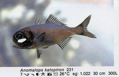 Anomalops katoptron